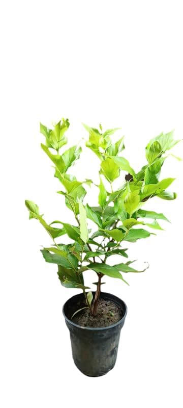 Flowering Parijat/Baromasi Night Queen – Highly Fragrant Harsingar Jasmine Live Plant | 12-Month Blooming Hybrid Night-Flowering Jasmine Tree for Home Garden, Balcony & Indoor Decoration
