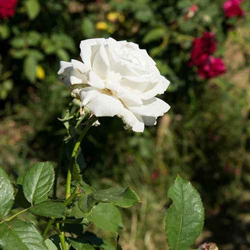 NATURE HILLS All Season Rose Grafted Climbing Hybrid Double Petal 1 Healthy Decorative Flowering Live plant for Home Garden tree Plant Height 1-1.5 fet in Nursery Grow Bag (WHITE)