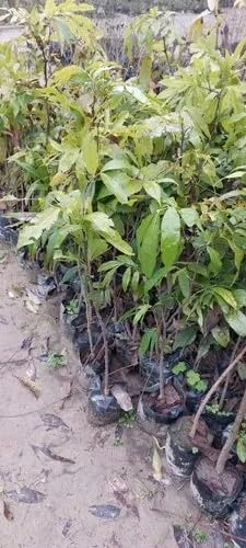 Sita Ashok Plant Ashoka Tree - Plant Garden Live Plant Nursery Indoor Outdoor Living Plant Pack of 1