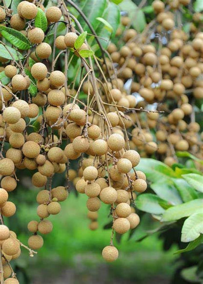 My Dream Garden Live Longan Fruit Plant – Exotic Tropical Fruit Tree for Home Gardening – Fast Growing, Easy to Care, and Ideal for Indoor & Outdoor Spaces