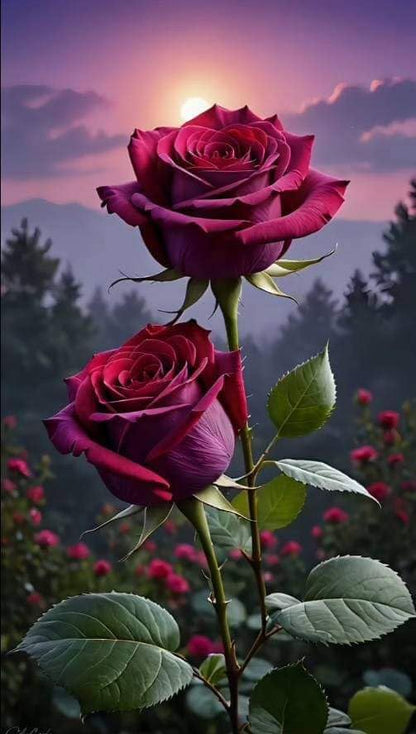 Rose Plant(HYBRID) Live Home Garden Plant/Tree | Live Home Garden Rose Multicolor Plant | Live Plant With Black Pot Pack of 1