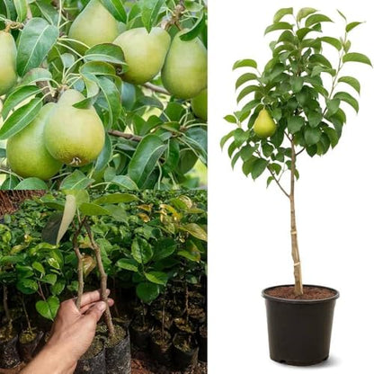 Pear Live Fruit Plant, Fresh Nashpati Tree for Urban Garden (1 Healthy Live Plant)