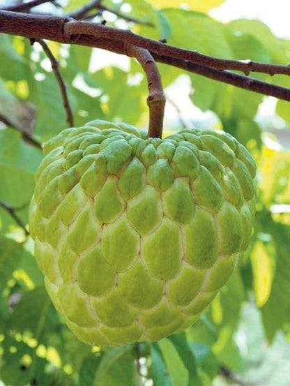 Mstrades CUSTARD APPLE/SUGAR APPLE FRUIT PLANT HYBRID ORGANIC GRAFTED OUTDOOR GARDEN LIVE TREE