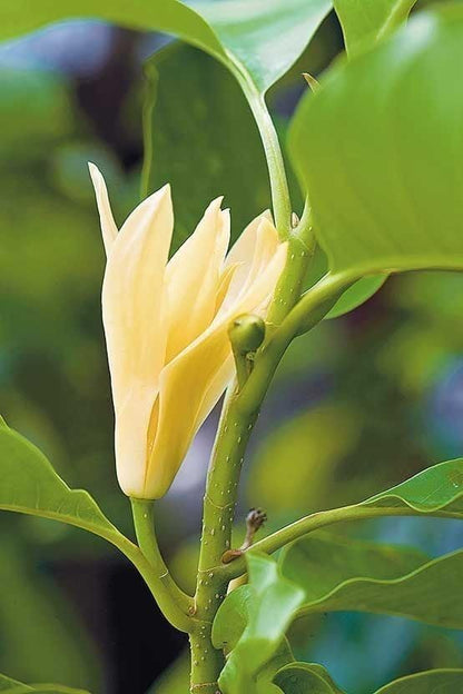 Golden Swarna Champa Plant || Fragrant & Evergreen Flowering Tree for Home, Balcony & Outdoor Garden || Fast-Growing & Low Maintenance (pack of 1)