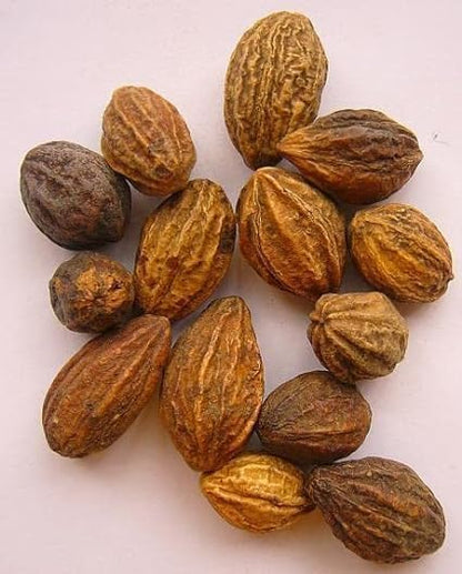 Live Kadukkai Plant – Air Layered | Haritaki | Haritika | Chebulic Myrobalan | Myroblans | Medicinal plant | Ayurvedic herb | Health benefits | Antioxidant | Healing tree | Organic garden plant