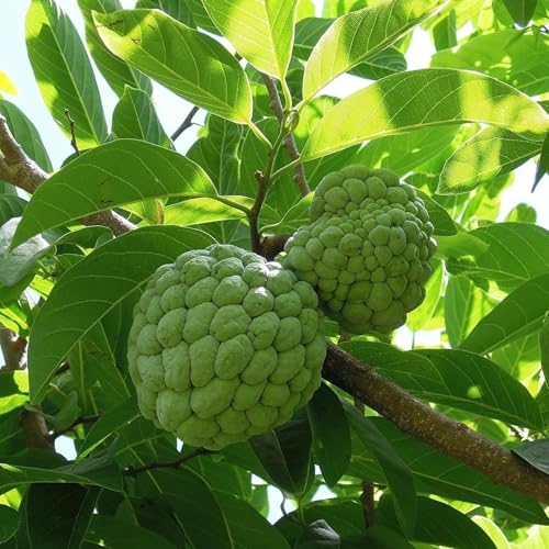Mstrades CUSTARD APPLE/SUGAR APPLE FRUIT PLANT HYBRID ORGANIC GRAFTED OUTDOOR GARDEN LIVE TREE