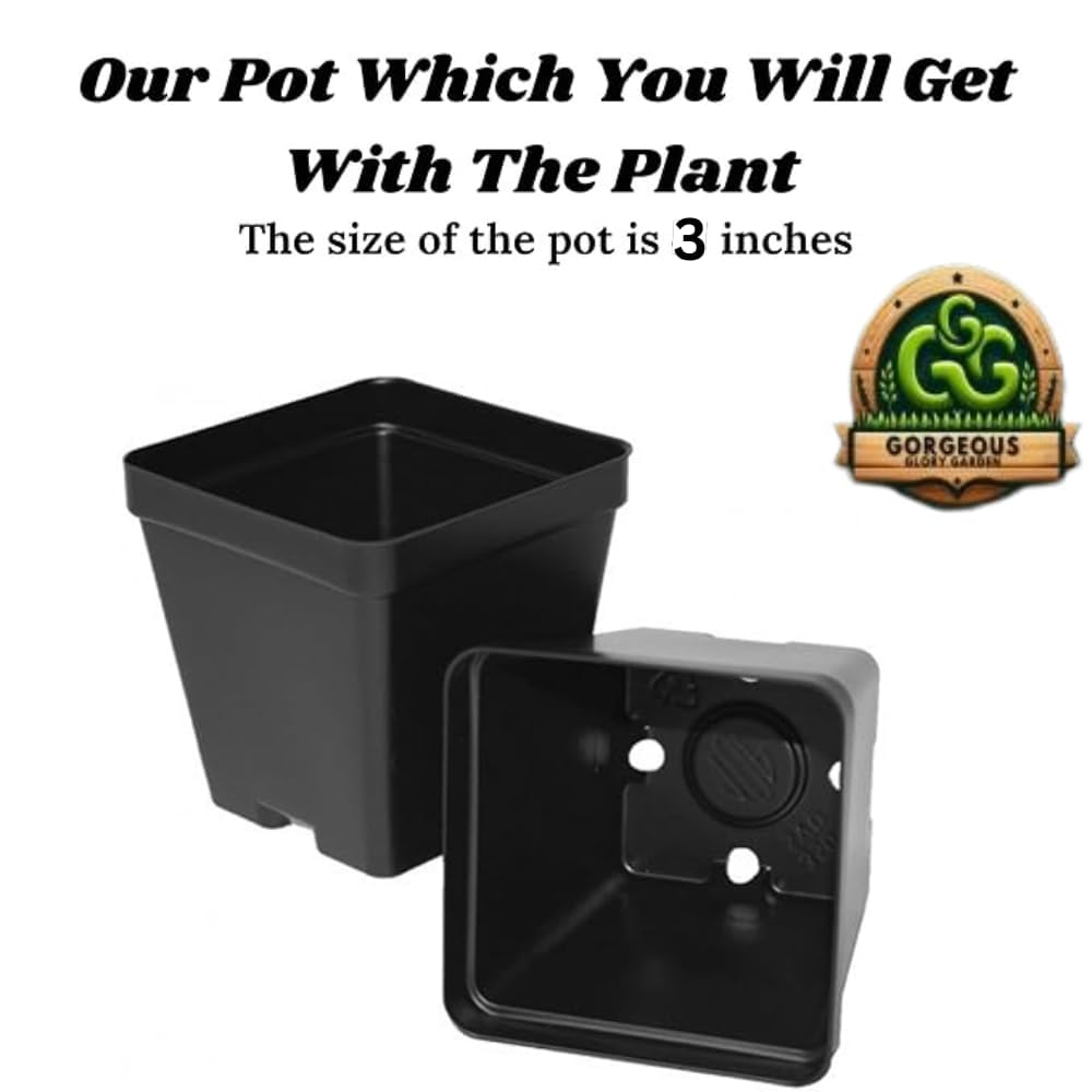 Gorgeous Glory Garden Live Table Kamini Satin Wood Kunti Fragrant Flower Shrubs Live Plants & Tree For Outdoor Garden Live Plant With Pot