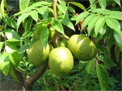 Live Amra Fruit Plant, Tropical Hog Plum Tree, Vitamin Rich Fruits for Terrace Garden, Hardy Grower (1 Healthy Live Plant)