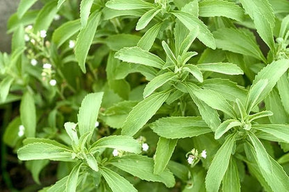 Stevia Live Plant For Home Garden | Healthy Live Plant | Stevia tree hybrid medicinal plant (Pack of 1)