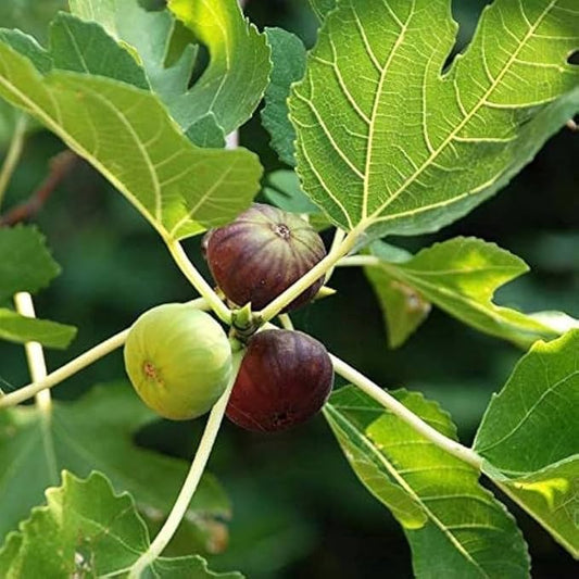 All Season Hybrid anjeer tree live plant for home garden, Online Anjeer, Fig Plants (Pack of 1) - Live Plants