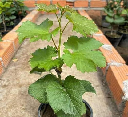 Mstrades Grapes Plant Green Angoor Ka Podha Outdoor Fruit & Fruits Tree Healthy Hybrid Live Frout Plant For Home Garden Angoor Sweet Fruit Plant Pack Of 1