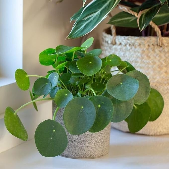 YOTOVA XF7 Live Coin Plant Chinese Lucky Money Plant Tree for Office Desk Balcony Terrace Garden Living Room Corner Bedroom Home Decoration Gifting Air Purifier Study Table Hanging Pennywort Pilea