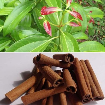 Cinnamon (Dalchini) Live Tree – Spice Plant for Kitchen Gardens | 1 Healthy Live Plant