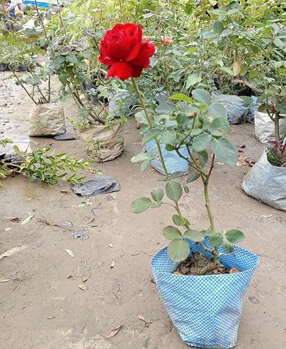 Rose Plant(HYBRID) Live Home Garden Plant/Tree | Live Home Garden Rose Multicolor Plant | Live Plant With Black Pot Pack of 1