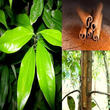 Cinnamon (Dalchini) Live Tree – Spice Plant for Kitchen Gardens | 1 Healthy Live Plant