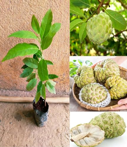 Mstrades CUSTARD APPLE/SUGAR APPLE FRUIT PLANT HYBRID ORGANIC GRAFTED OUTDOOR GARDEN LIVE TREE