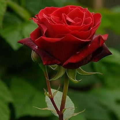 NATURE HILLS All Season Rose Grafted Climbing Hybrid Double Petal 1 Healthy Decorative Flowering Live plant for Home Garden tree Plant Height 1-1.5 fet in Nursery Grow Bag (RED)