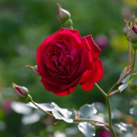 NATURE HILLS All Season Rose Grafted Climbing Hybrid Double Petal 1 Healthy Decorative Flowering Live plant for Home Garden tree Plant Height 1-1.5 fet in Nursery Grow Bag (RED)