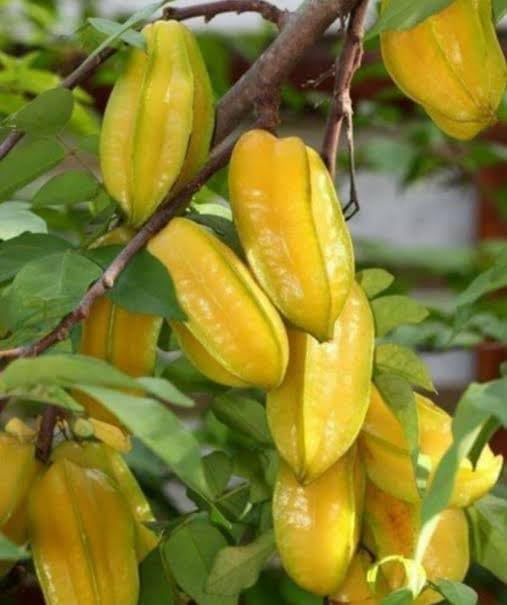 Rahaman Enterprice Sweet Star fruit original grafted plant/green tree " Sweet Kamrak/Star Fruit/Carambola Tree Plant Hybrid Grafted (1Plant & 1.5-2 Ft) Home And Roof Garden Fruit Tree & Plants