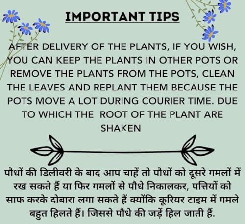 Live Purple Lavender Plant in Black Pot | All Season Fragrant Flowering Tree | Healthy Indoor Outdoor Live Plant for Home Garden & Decoration (LAVENDER PLANT) || GH ||