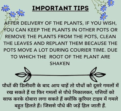 Live Purple Lavender Plant in Black Pot | All Season Fragrant Flowering Tree | Healthy Indoor Outdoor Live Plant for Home Garden & Decoration (LAVENDER PLANT) || GH ||