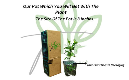 The Green Beach Live Multi Colour Rose Tree Plant original (1 live plant) Hybrid All Time HOT CILMATE Sweet Colour Rose Gullab Flower Tree Plant Home Garden Live Plant