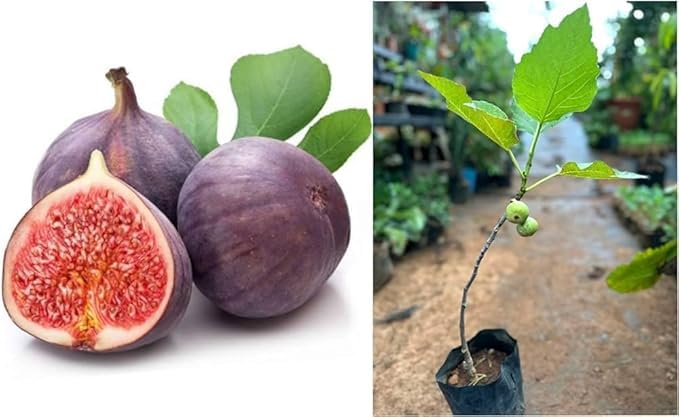 All Season Hybrid anjeer tree live plant for home garden, Online Anjeer, Fig Plants (Pack of 1) - Live Plants