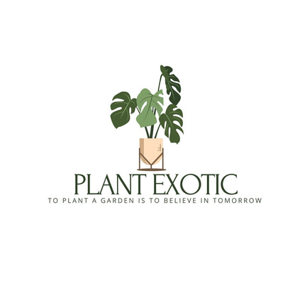 PLANT EXOTIC |Black Mulberry/Shahtoot Plant Bearing Fresh&Healthy |Must-Have Sweet Layering/Grafted For Gardeners |Live Hybrid Plant | All Season Rare Tropical Tasty Fruit Tree