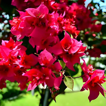 Beautiful Grafted Colourful Multi Bougainvillea Flower Dwarf Bonsai Plant Tree 4-5 colour || For Home Garden Outdoor & Indoor (Bougainvillea)