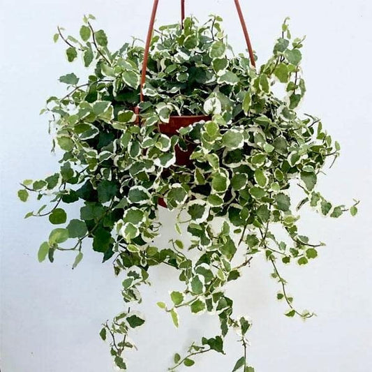 Mphmi NCR Live Plants Ficus Ficus pumila, Creeping fig variegated (Hanging Basket) - Plant