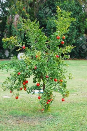 Pomegranate Plant/Anar Tree Sapling (Bedena gach) Healthy pomegranate fruit plant/Live Plant Indoor/Outdoor Home Garden Fruit Plant (Pack of-1plant) A_28