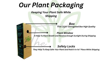 The Green Beach Live Multi Colour Rose Tree Plant original (1 live plant) Hybrid All Time HOT CILMATE Sweet Colour Rose Gullab Flower Tree Plant Home Garden Live Plant