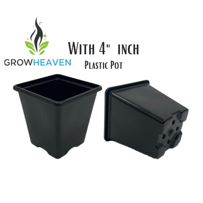 Live Wonderful All Season Purple Lavender Flower Tree Healthy Live Plant For Home Garden Outdoor Indoor plant With Black Plastic Pot