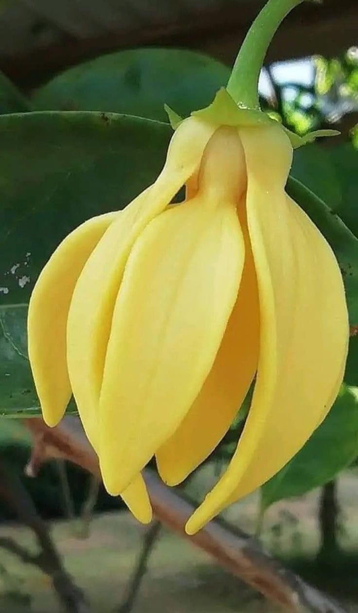 Golden Swarna Champa Plant || Fragrant & Evergreen Flowering Tree for Home, Balcony & Outdoor Garden || Fast-Growing & Low Maintenance (pack of 1)