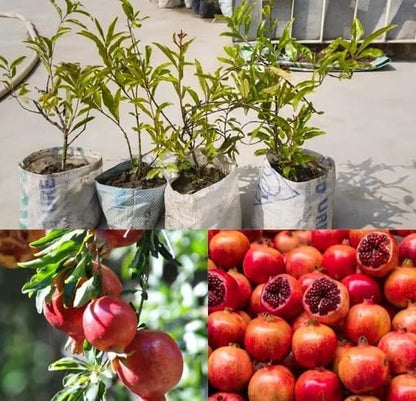 Pomegranate Plant/Anar Tree Sapling (Bedena gach) Healthy pomegranate fruit plant/Live Plant Indoor/Outdoor Home Garden Fruit Plant (Pack of-1plant) A_19
