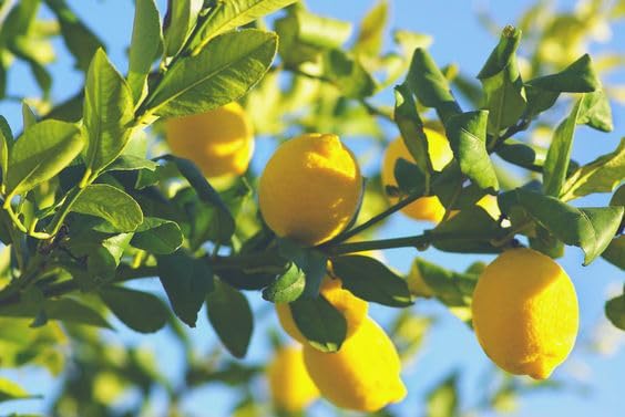 Mstrades Live Yellow Lime Plant | Grafted Citrus Fruit Plant for Home Garden & Outdoor | Healthy Fresh Lemon Tree in Grow Bag | Low Maintenance, Fast Growing With Plastic Pot