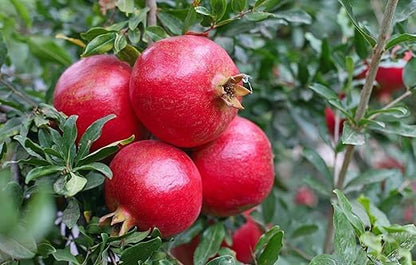 Pomegranate Plant/Anar Tree Sapling (Bedena gach) Healthy pomegranate fruit plant/Live Plant Indoor/Outdoor Home Garden Fruit Plant (Pack of-1plant) A_28