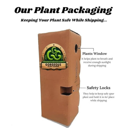 Gorgeous Glory Garden Live Table Kamini Satin Wood Kunti Fragrant Flower Shrubs Live Plants & Tree For Outdoor Garden Live Plant With Pot