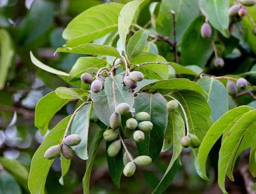 Live Kadukkai Plant – Air Layered | Haritaki | Haritika | Chebulic Myrobalan | Myroblans | Medicinal plant | Ayurvedic herb | Health benefits | Antioxidant | Healing tree | Organic garden plant