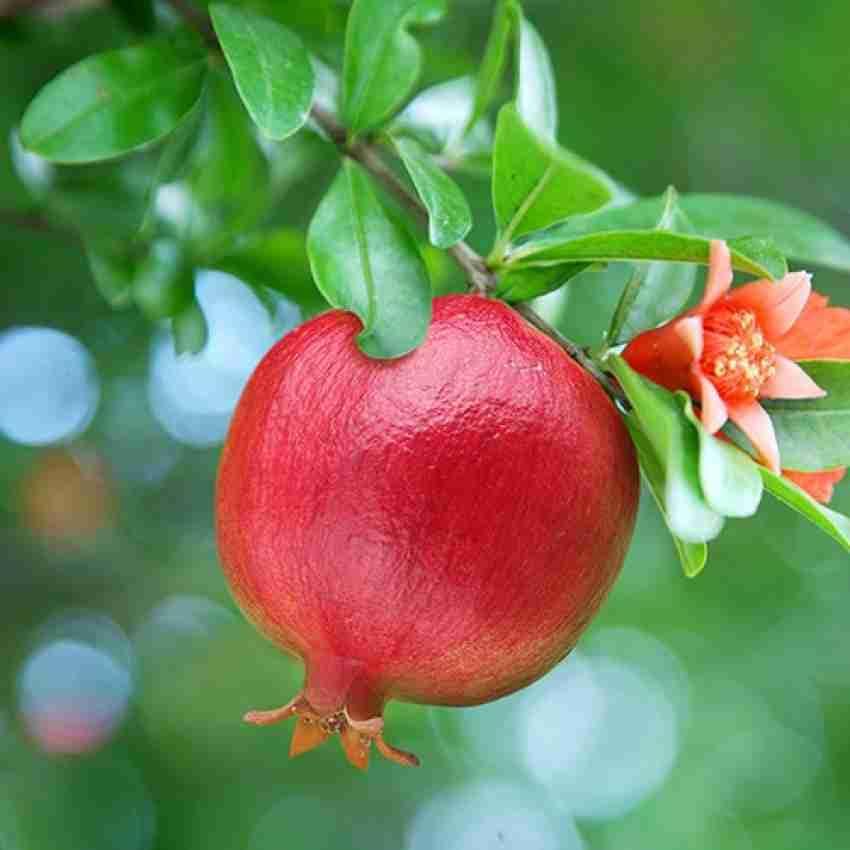Pomegranate Plant/Anar Tree Sapling (Bedena gach) Healthy pomegranate fruit plant/Live Plant Indoor/Outdoor Home Garden Fruit Plant (Pack of-1plant) A_19