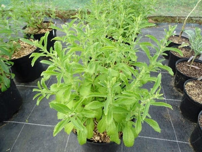 Stevia Live Plant For Home Garden | Healthy Live Plant | Stevia tree hybrid medicinal plant (Pack of 1)
