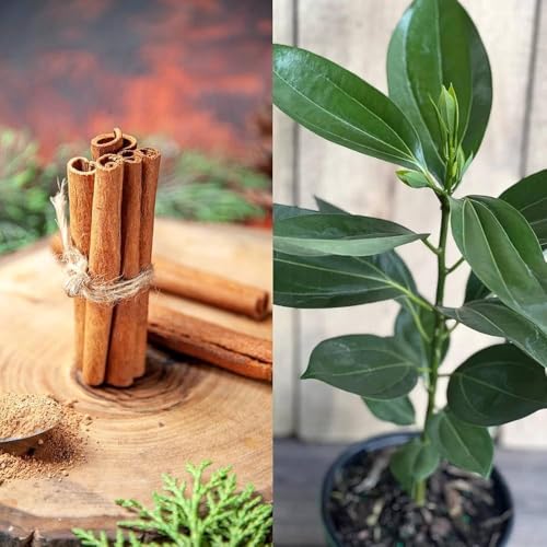 Cinnamon (Dalchini) Live Tree – Spice Plant for Kitchen Gardens | 1 Healthy Live Plant