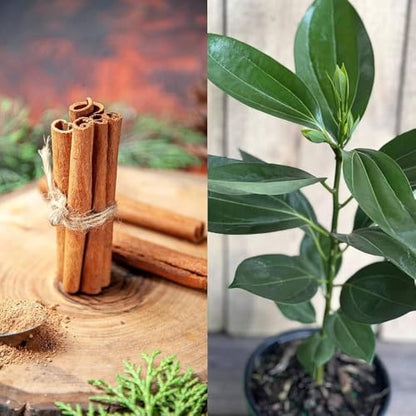Cinnamon (Dalchini) Live Tree – Spice Plant for Kitchen Gardens | 1 Healthy Live Plant