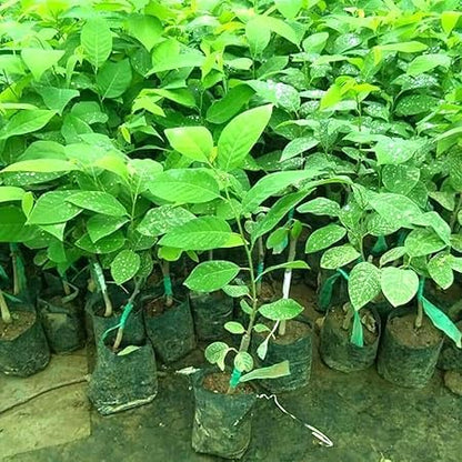 Mstrades CUSTARD APPLE/SUGAR APPLE FRUIT PLANT HYBRID ORGANIC GRAFTED OUTDOOR GARDEN LIVE TREE