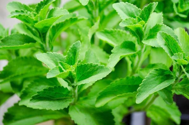 Stevia Live Plant For Home Garden | Healthy Live Plant | Stevia tree hybrid medicinal plant (Pack of 1)