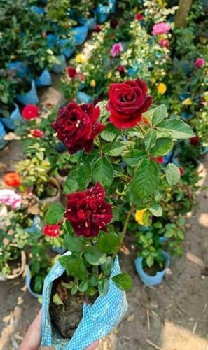 Rose Plant(HYBRID) Live Home Garden Plant/Tree | Live Home Garden Rose Multicolor Plant | Live Plant With Black Pot Pack of 1