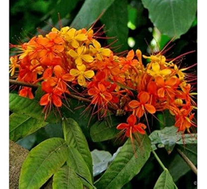 Sita Ashok Plant Ashoka Tree - Plant Garden Live Plant Nursery Indoor Outdoor Living Plant Pack of 1