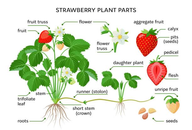 Nature Friendly Strawberry Plant For Home Garden Indoor Outdoor Hybrid Fruit Plant (Pack Of 1 With Pot) Zp_ 2