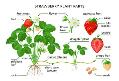 Nature Friendly Strawberry Plant For Home Garden Indoor Outdoor Hybrid Fruit Plant (Pack Of 1 With Pot) Zp_ 2