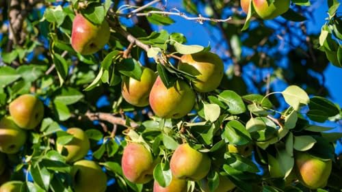 Pear Live Fruit Plant, Fresh Nashpati Tree for Urban Garden (1 Healthy Live Plant)